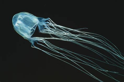 when were box jellyfish discovered